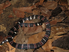 Atractus latifrons