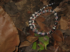 Atractus latifrons