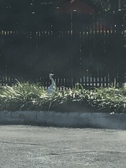Bubulcus ibis image