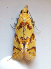 Phtheochroa vitellinana