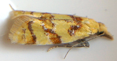 Phtheochroa vitellinana