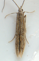 Coleophora quadruplex
