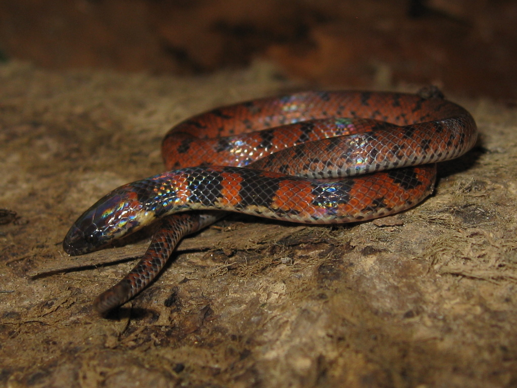 Neckband Ground Snake