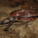 Neckband Ground Snake - Photo (c) Marco Aurelio de Sena, some rights reserved (CC BY-NC), uploaded by Marco Aurelio de Sena
