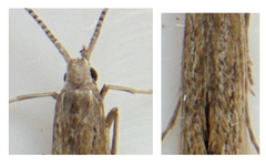 Coleophora quadruplex
