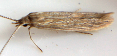 Coleophora quadruplex