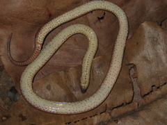 Atractus torquatus