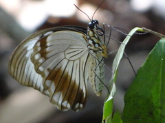 Papilio dardanus tibullus
