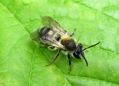 Andrena helvola
