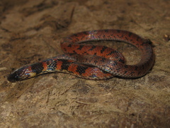 Atractus torquatus