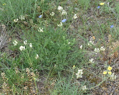 Astragalus glaucus