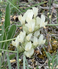Astragalus glaucus