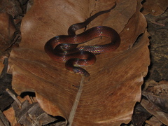 Atractus torquatus