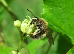 Andrena helvola