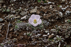 Nototriche longirostris