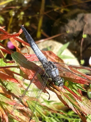 Orthetrum cancellatum