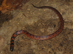 Atractus torquatus