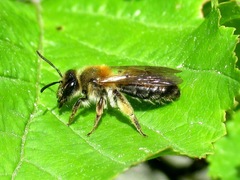 Andrena helvola