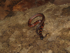 Atractus torquatus