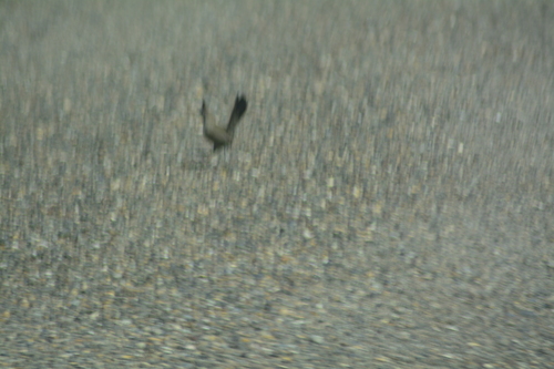 Schopftapaculo (Rhinocrypta lanceolata)