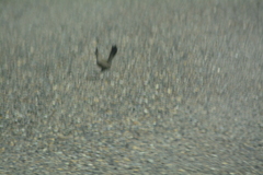 Rhinocrypta lanceolata