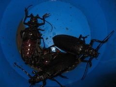 Titanus giganteus