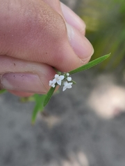 Tetrachondraceae