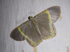 Phrygionis privignaria