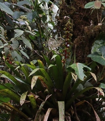 Guzmania scherzeriana