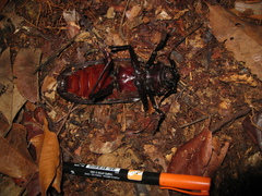 Titanus giganteus