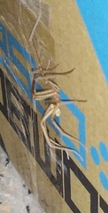 Kukulcania hibernalis