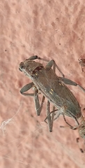 Pantomallus sordidus