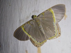 Phrygionis privignaria