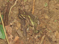 Incilius coniferus