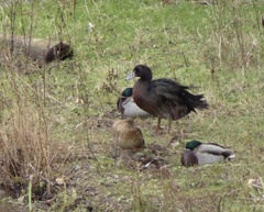 Anas platyrhynchos × Cairina moschata