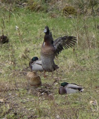 Anas platyrhynchos × Cairina moschata