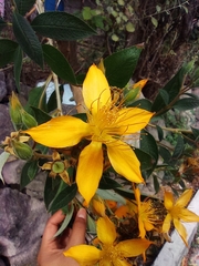 Mentzelia arborescens