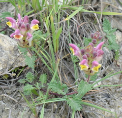 Scutellaria orientalis orientalis