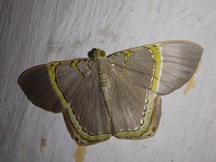 Phrygionis privignaria