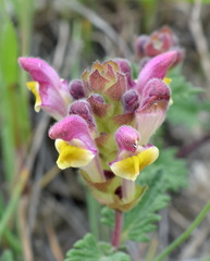 Scutellaria orientalis orientalis