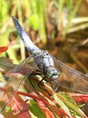 Orthetrum cancellatum