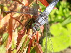 Orthetrum cancellatum