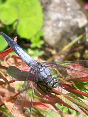 Orthetrum cancellatum