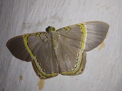 Phrygionis privignaria