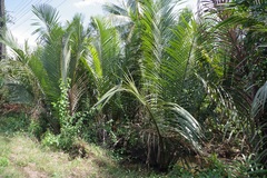 Nypa fruticans