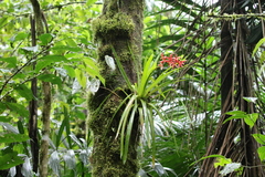 Guzmania delicatula