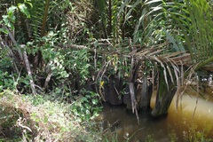 Nypa fruticans