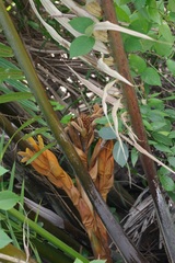 Nypa fruticans
