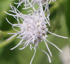 Chromolaena odorata