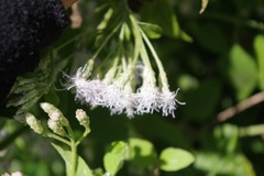 Chromolaena odorata